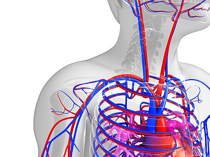 Ärztliche Fortbildung Gefäßmedizin