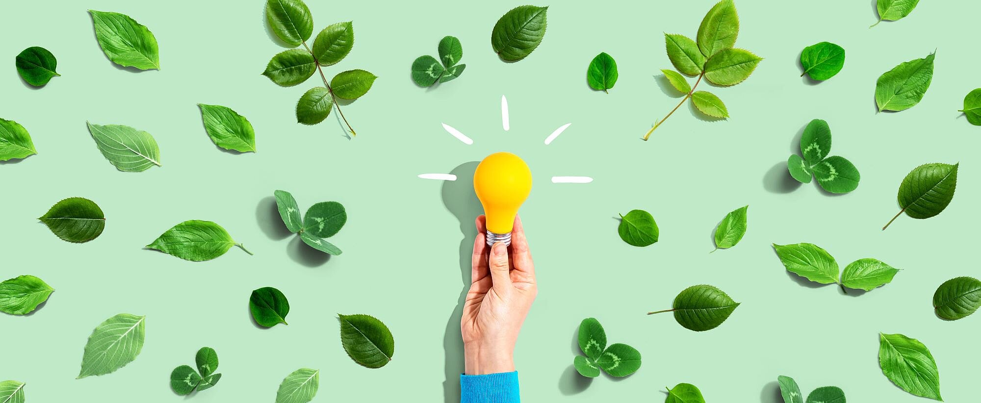 Hand hält Glühbirne fest. im Hintergrund verschiedene Blätter