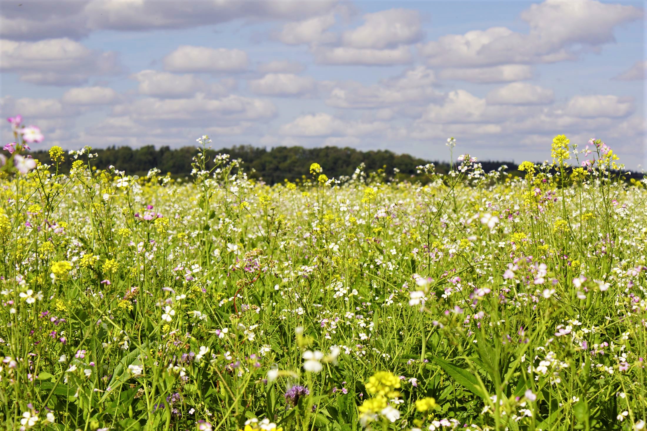 Szenenbild: Blumenwiese